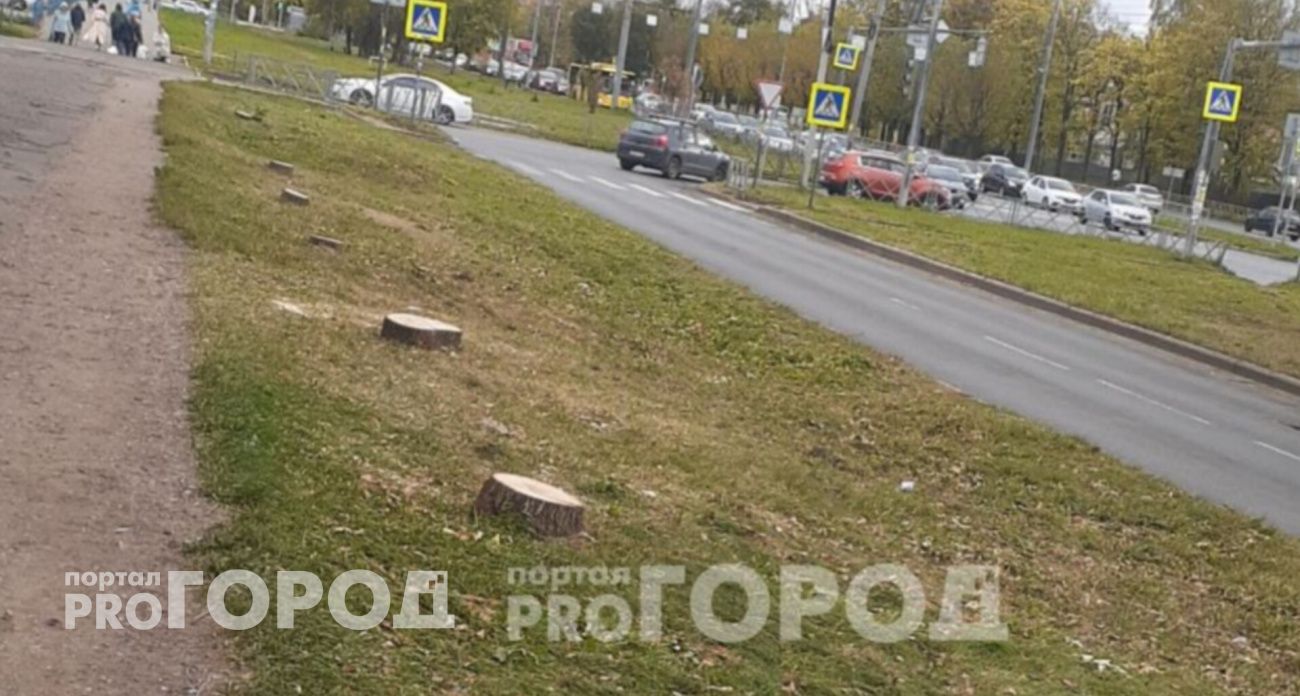 Жители Ярославля сообщают о спиле здоровых деревьев в разных районах города