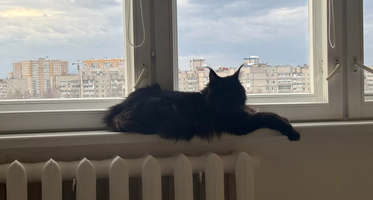 Ваша кошка тайно сигнализирует о том, правильно ли вы её кормите: три знака, которые видят только внимательные хозяева