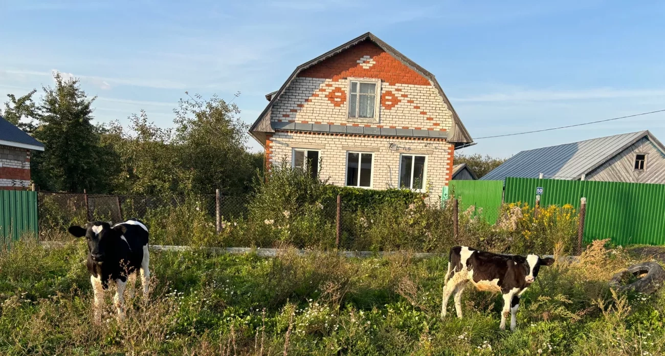 Старики засыпали дом снегом и перестали мерзнуть: древний секрет, который работает лучше дорогого утепления