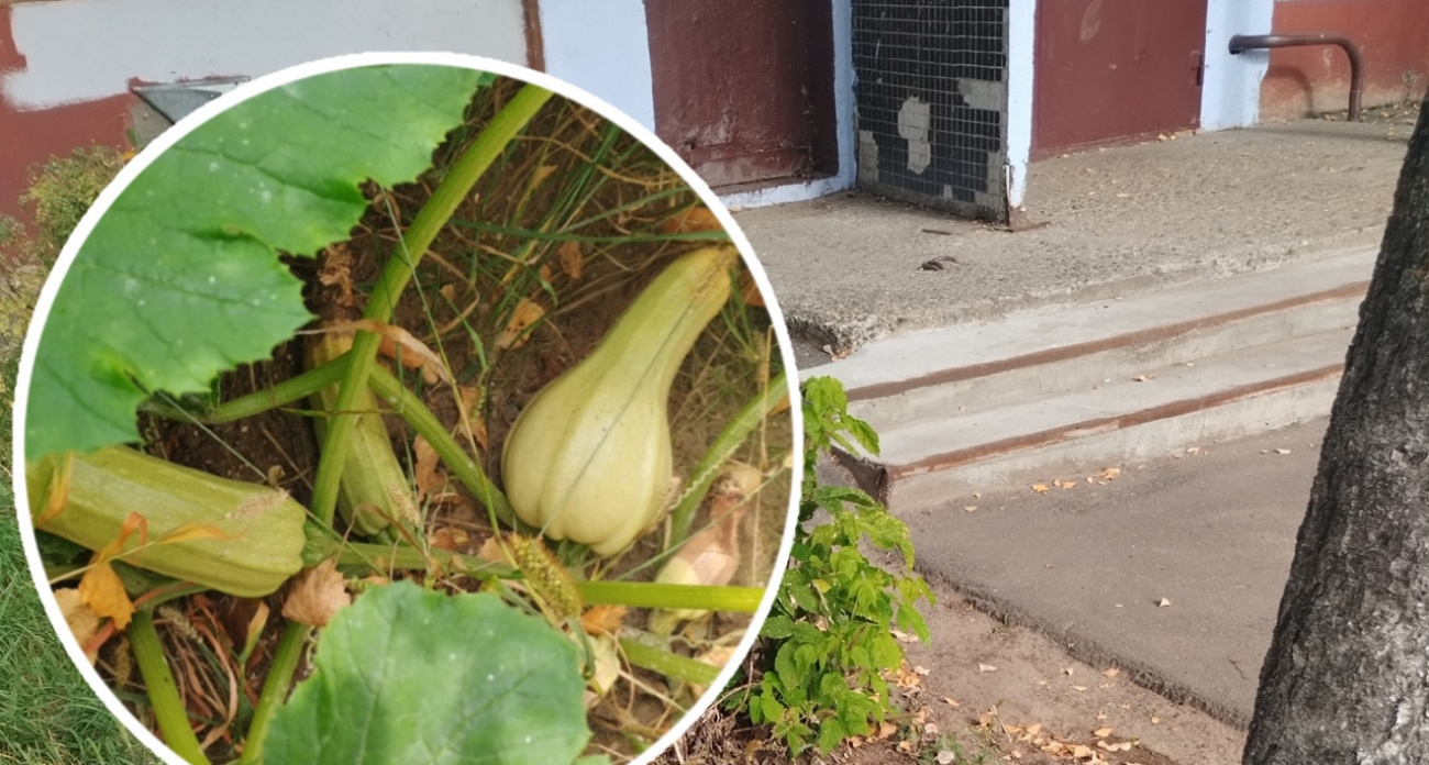 Жители Ярославля начали выращивать овощи у подъездов домов