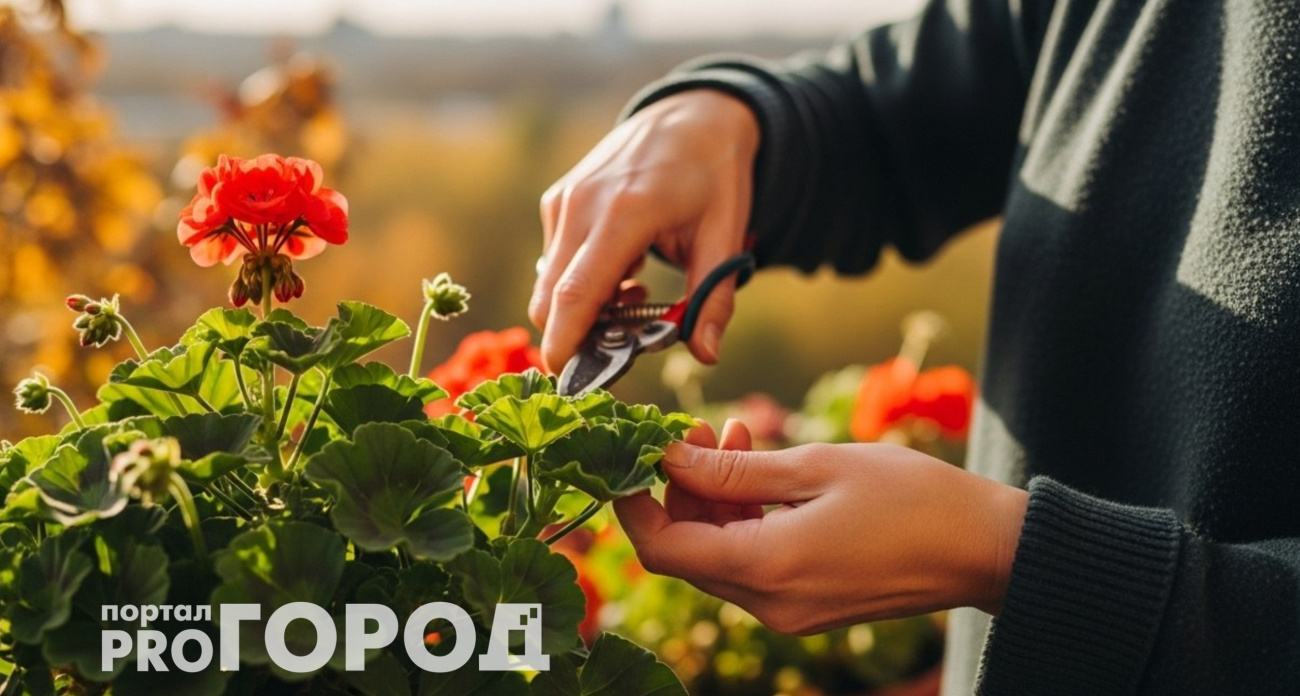 Обрезаю герань осенью правильно: весной получаю пышный шарик из ярких цветков 