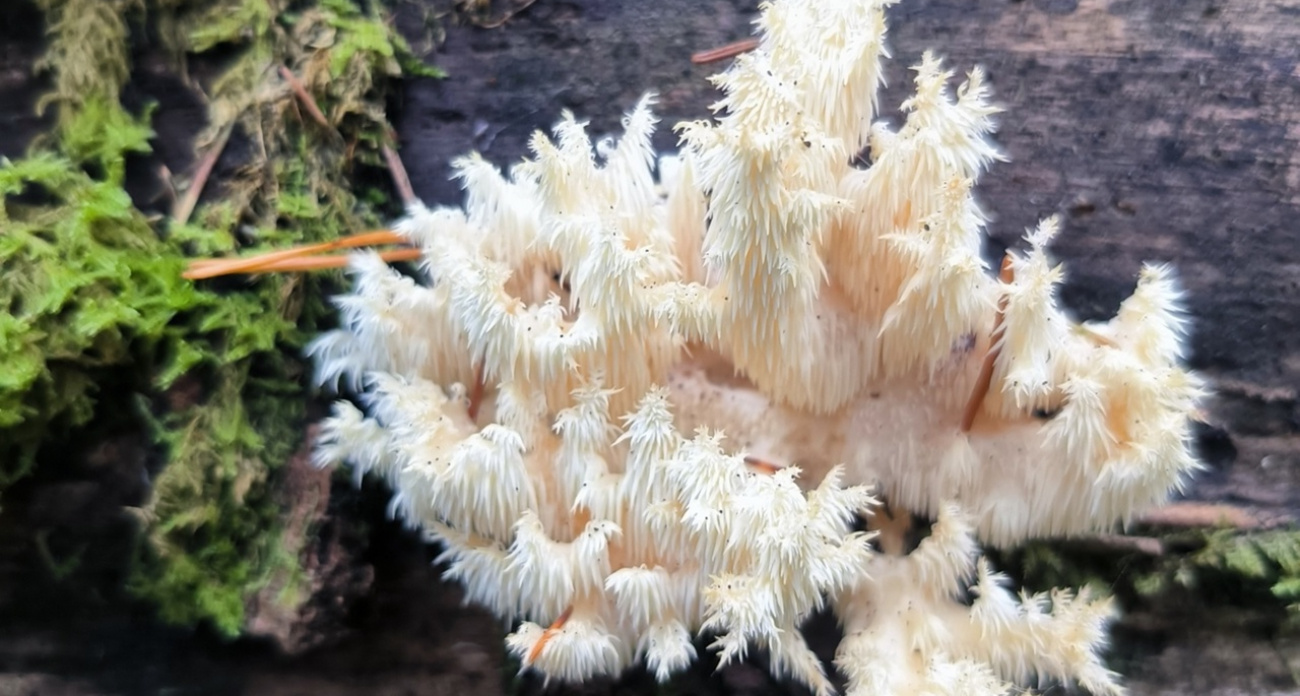 Целебный краснокнижный гриб обнаружили в Ярославской области