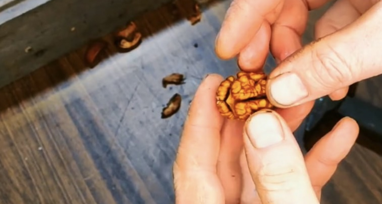 Грецкие орехи руками больше не чищу – нужна только бутылка и минута времени: щелкаются как семечки 