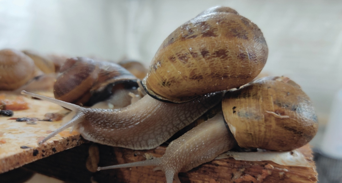 Под Ярославлем откроют музей с дегустацией улиток