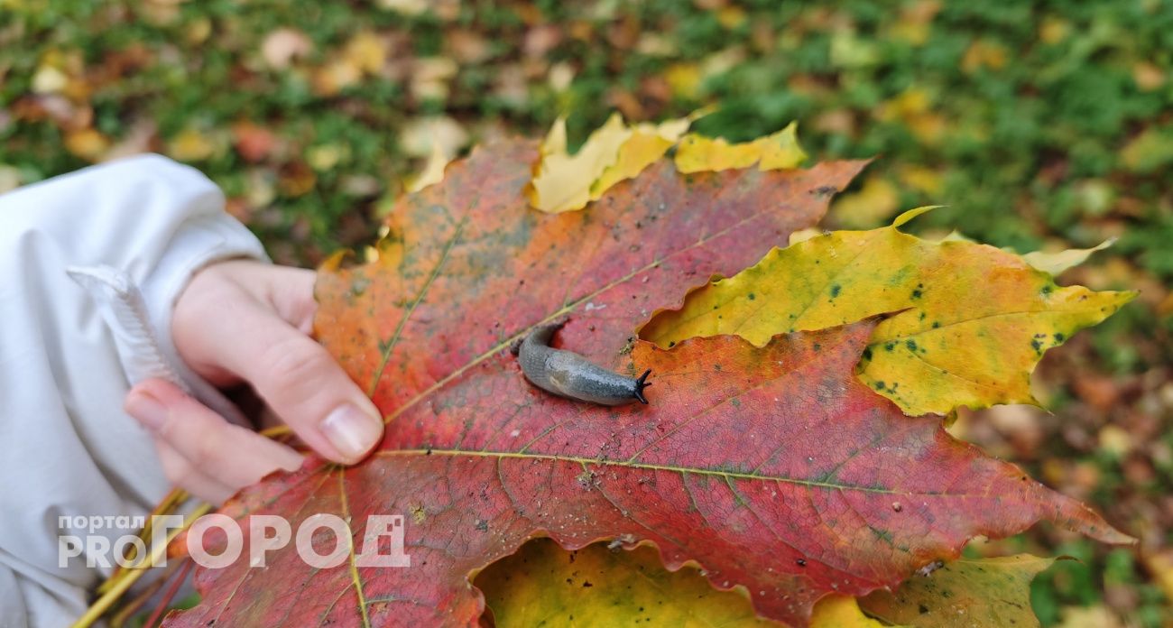 Жителей Ярославля предупредили об опасности черных слизней