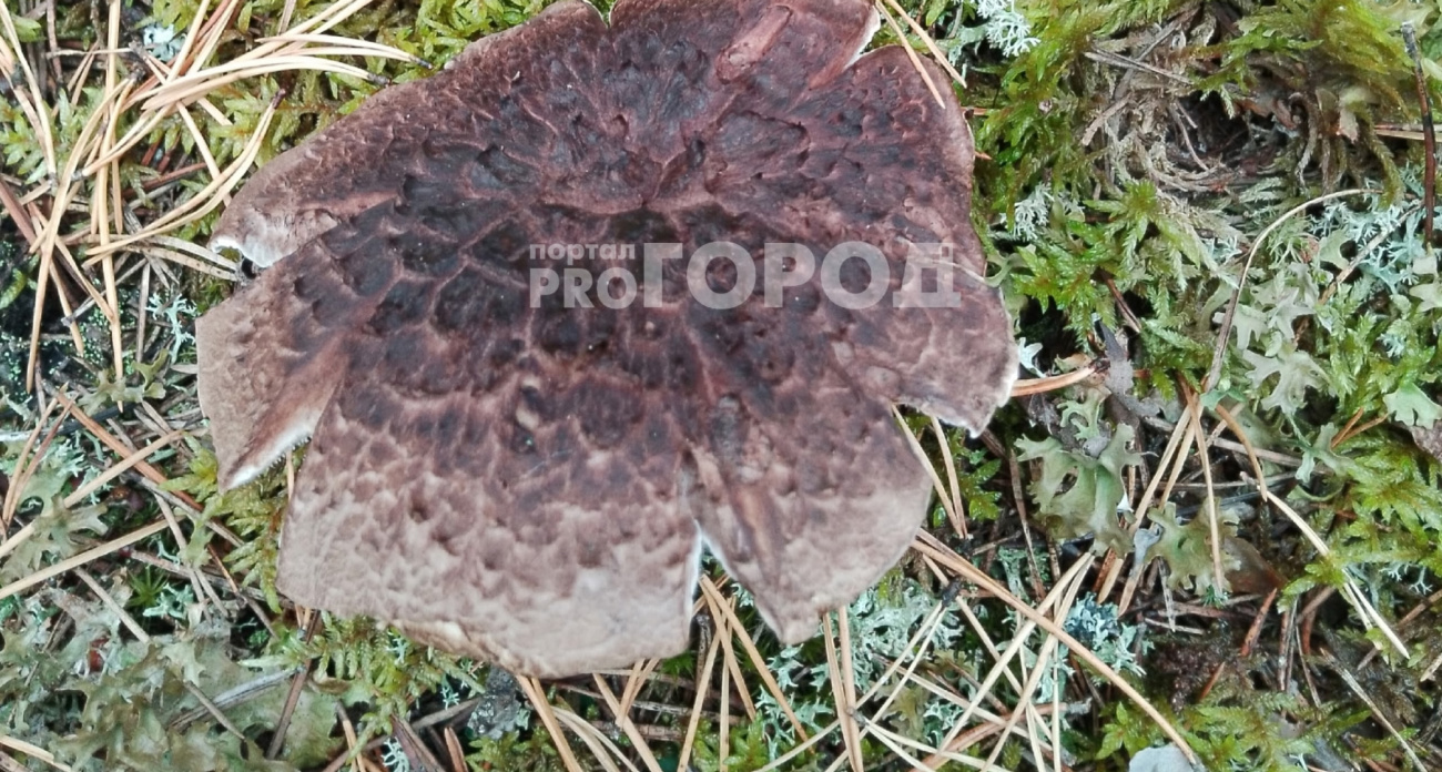 Грибники из Ярославля собирают поздний осенний гриб ежовик пестрый