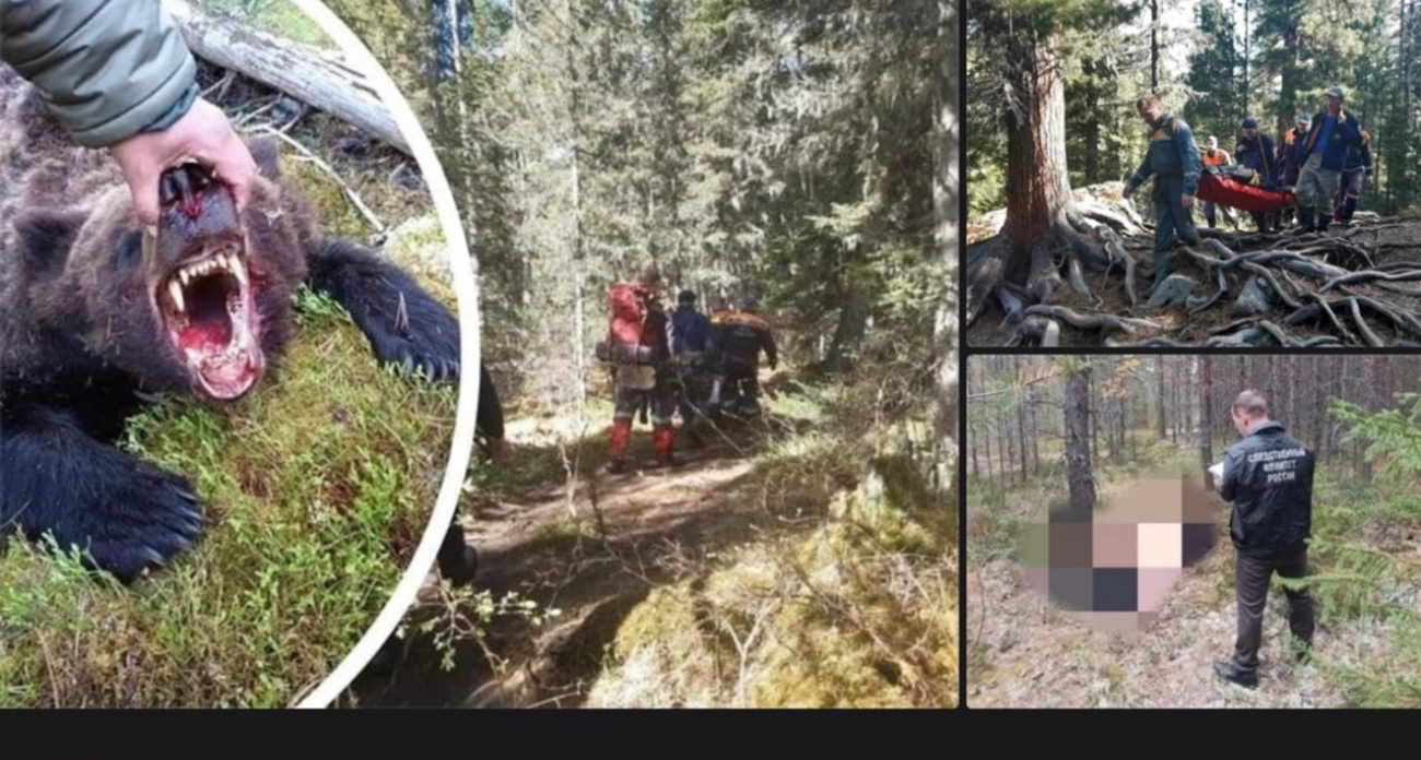 В Ярославле опровергли фейки о напавшем на грибника медведе