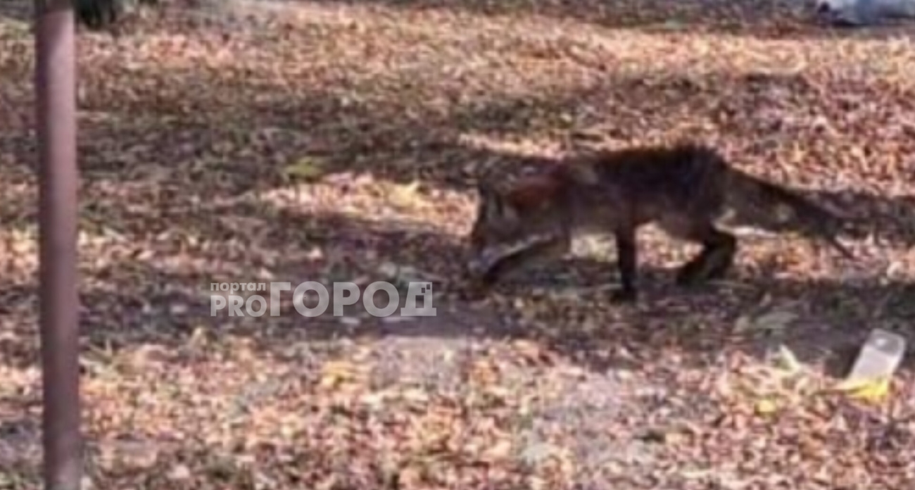 Лисы с признаками бешенства выходят к людям в Ярославском районе