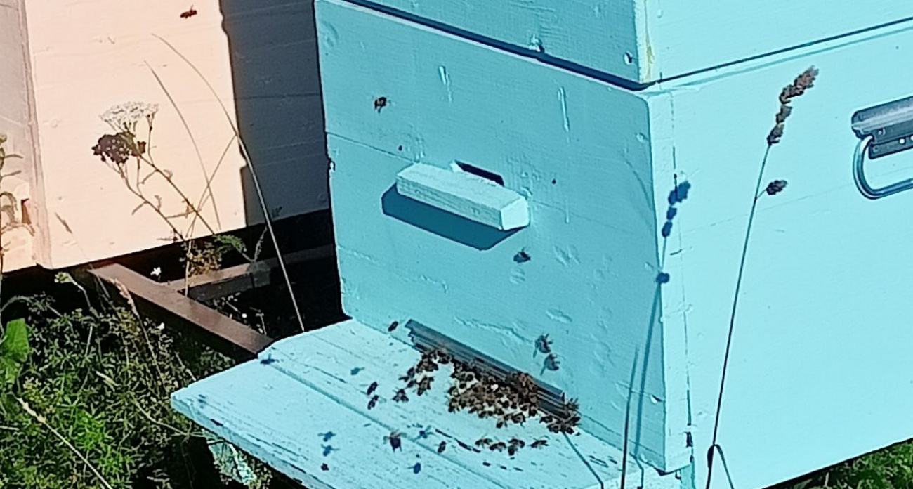 Медведь напал на ярославскую пасеку