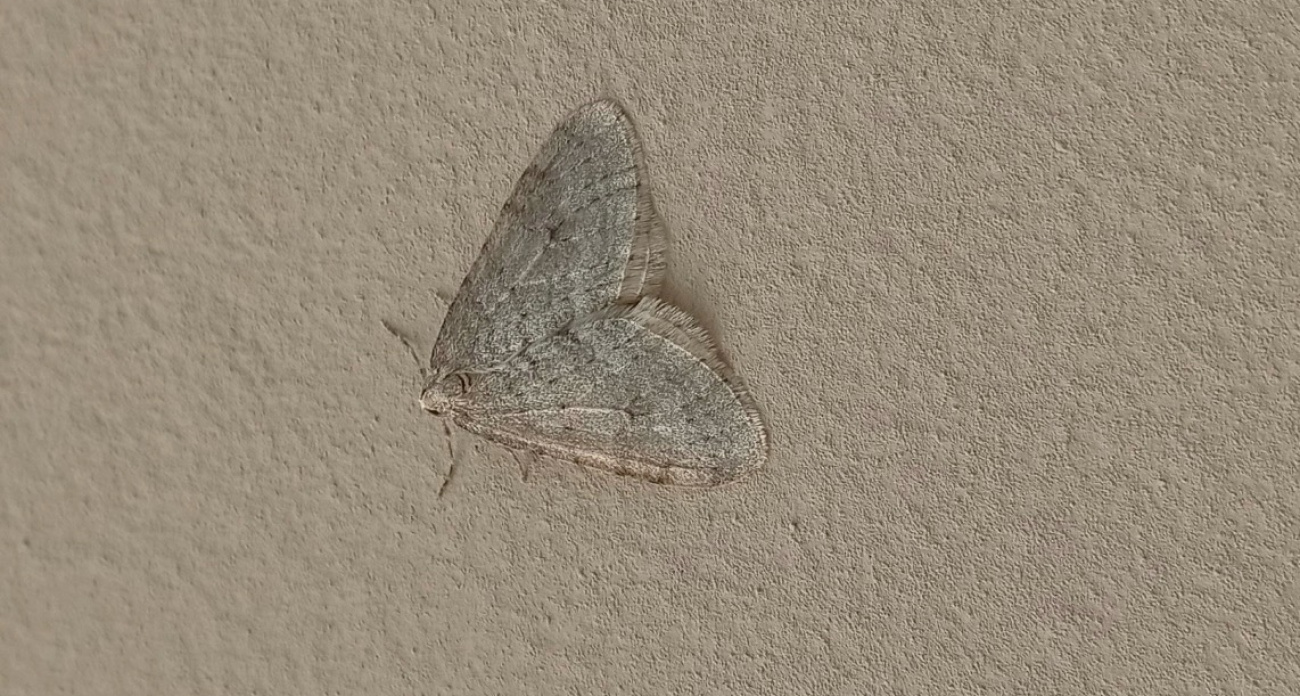 Зимние бабочки в Ярославле предвещают резкое похолодание