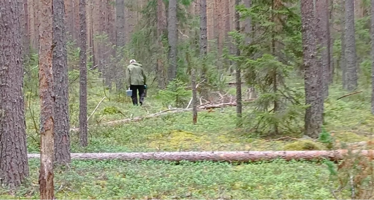 В лесах Ярославля грибники находят диких животных вместо грибов