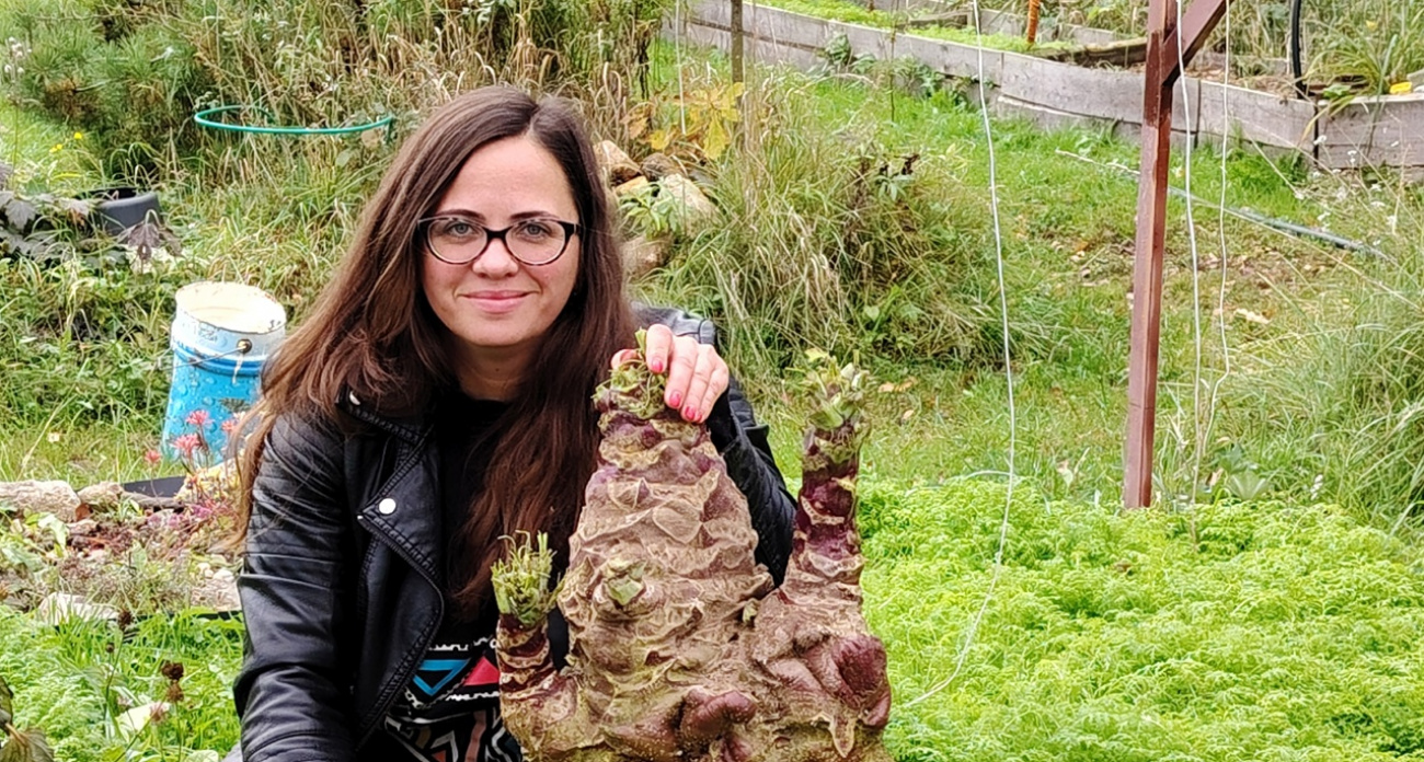 Жительница Рыбинска вырастила гигантскую брюкву в 16 килограммов