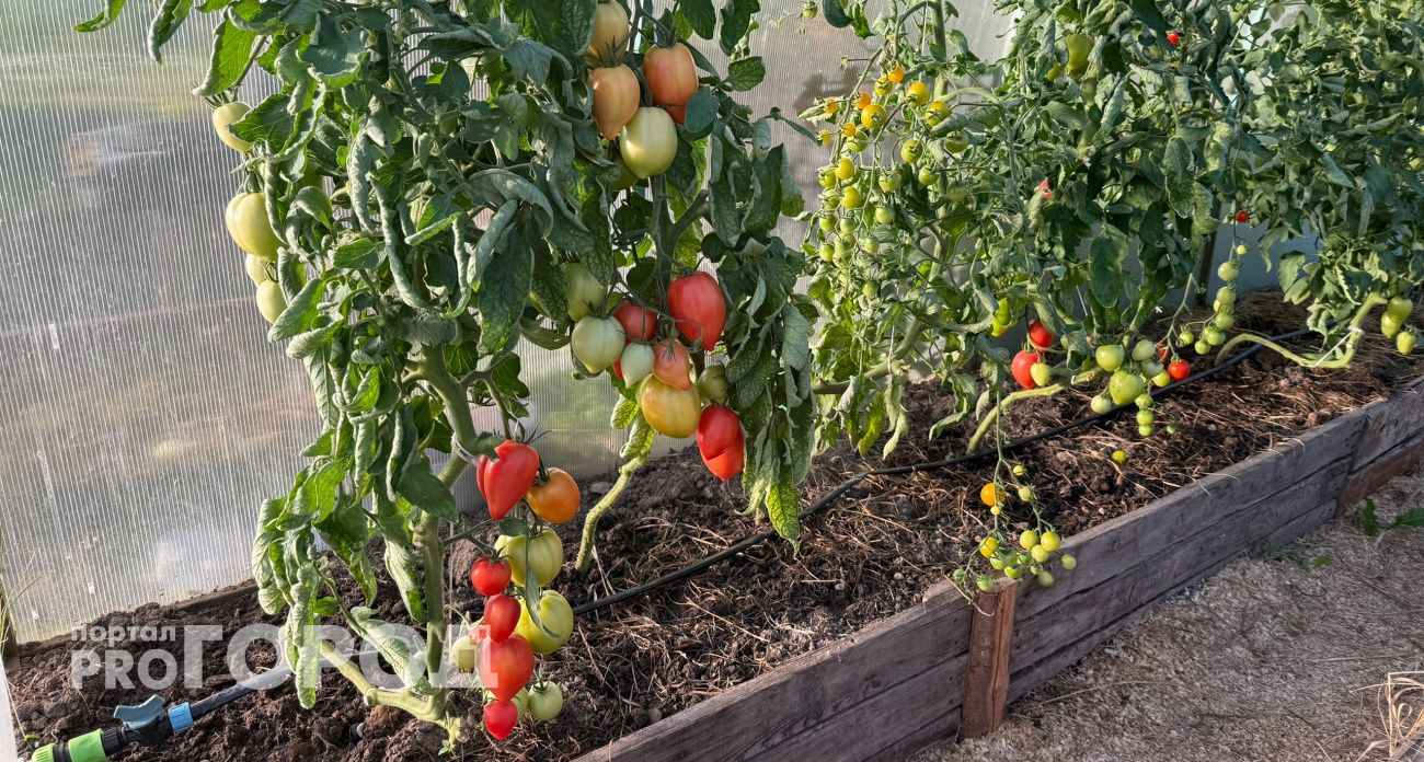 Один копеечный порошок осенью - и все паслёновые следующей весной прут как на дрожжах