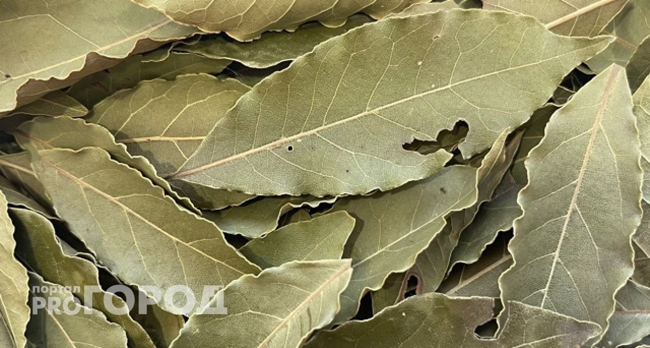 Подожгите лавровый лист дома и ощутите на себе: древний способ оздоровить воздух и облегчить дыхание