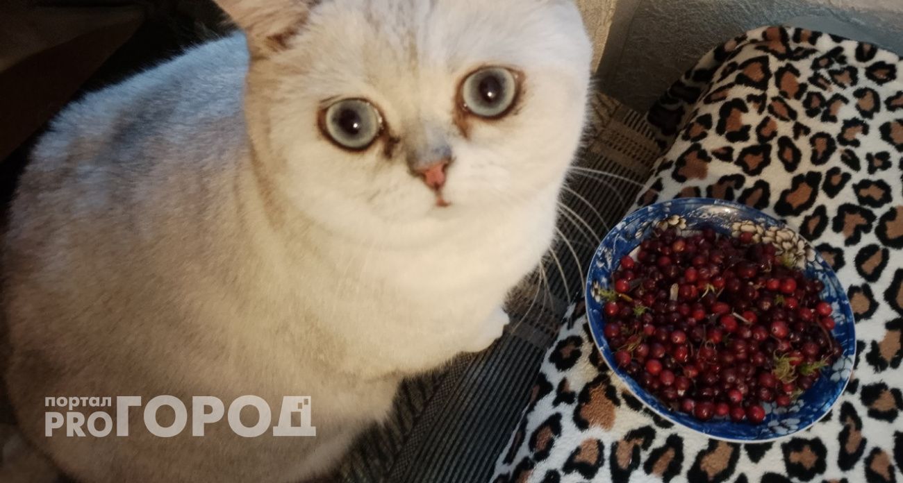 В Ярославской области начался сезон клюквы: "Собирают все дачники"