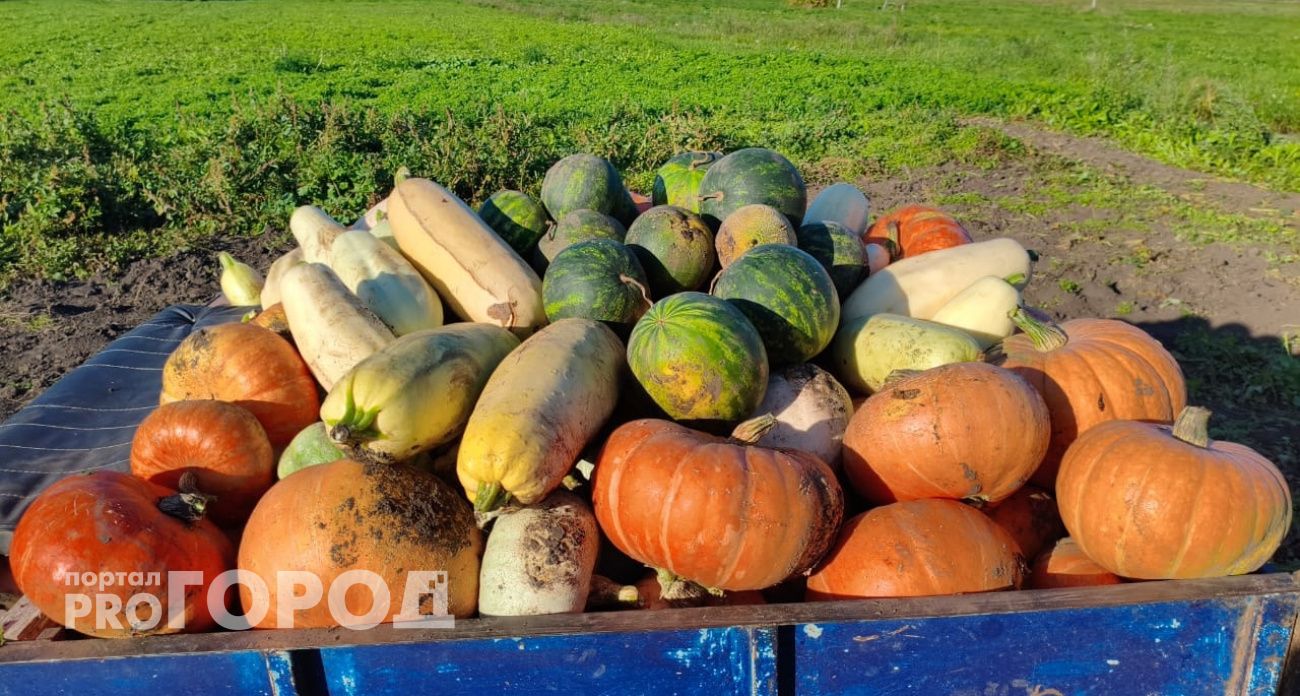 Охапка на грядку осенью - и почва как чернозем: готовлю грядки к рекордному урожаю 2026
