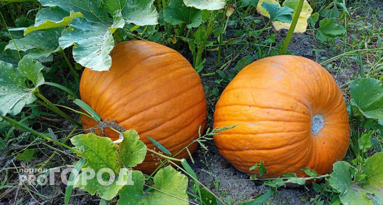 Тыква валяется без дела? Приготовьте её так - и все будут просить добавки! Запеченная просто с невероятным вкусом