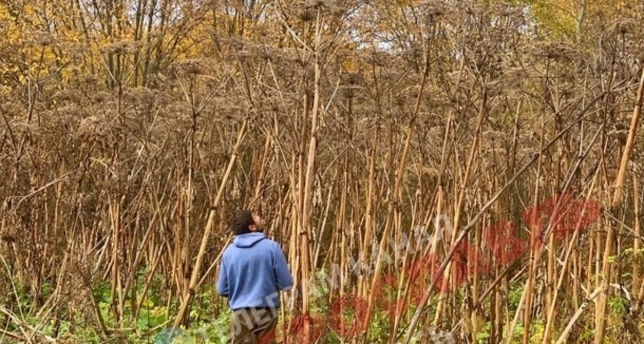  В Заволжском районе многодетные семьи получили землю с пятиметровым борщевиком