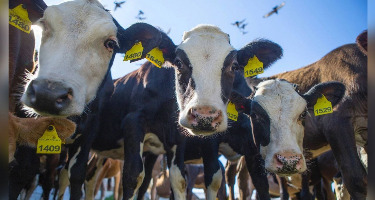 Под Ярославлем откроют музеи коров и овец