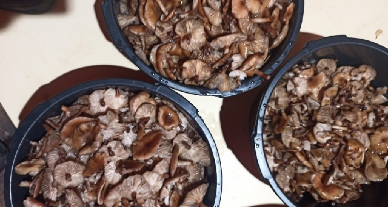 Где в октябре в Ярославской области собирают грибы ведрами 