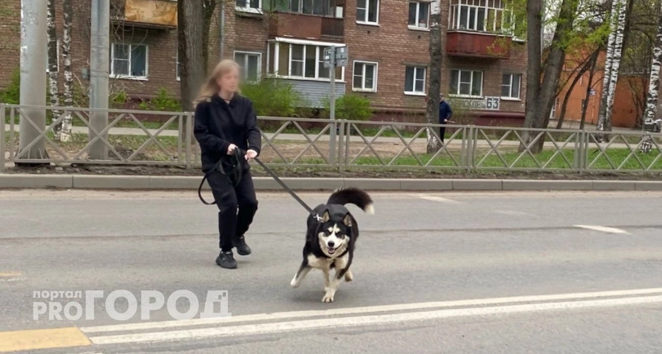 В Госдуме предложили расширить список опасных пород собак