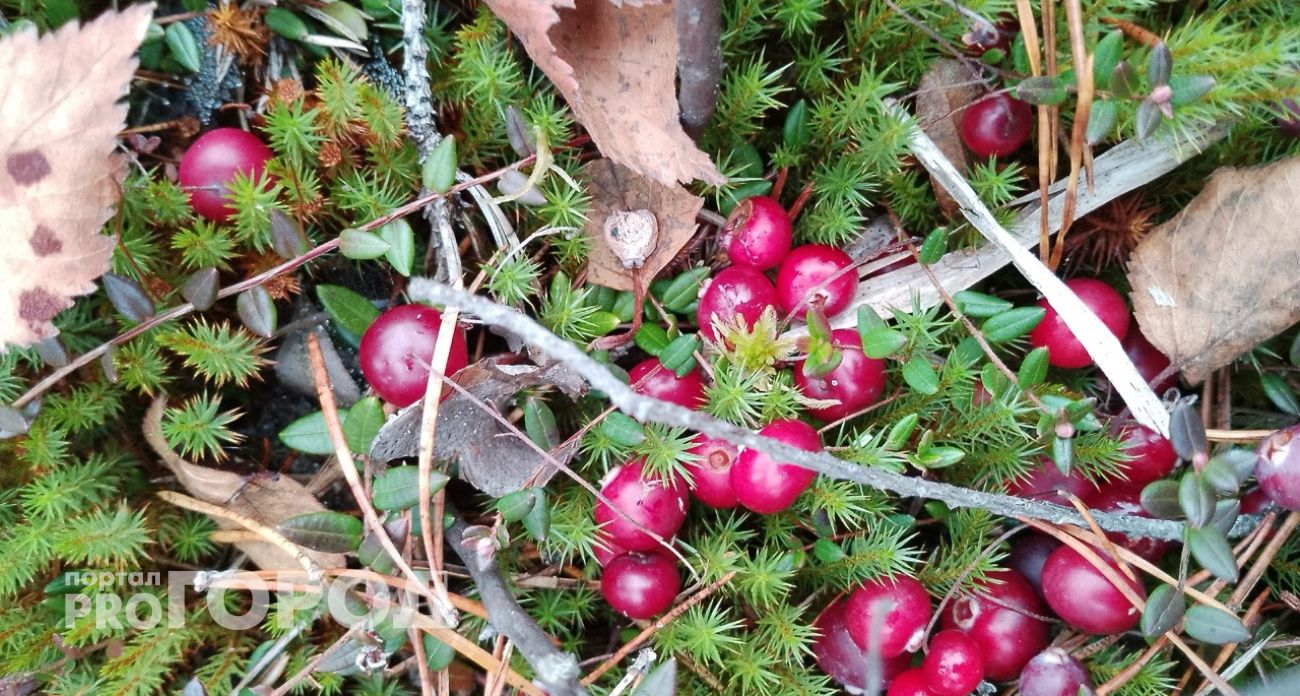 В Ярославле составили карту клюквенных мест