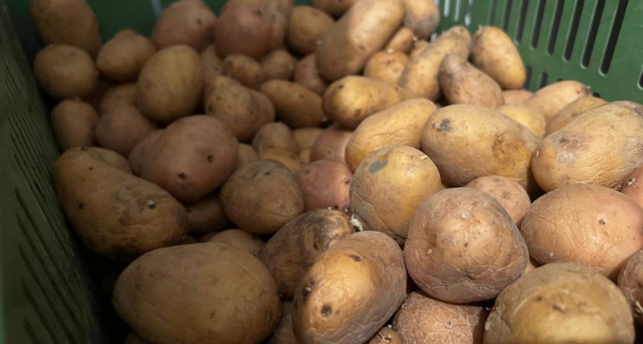 Сгниет и прорастет: в Роскачестве объяснили, где категорически нельзя хранить картошку дома