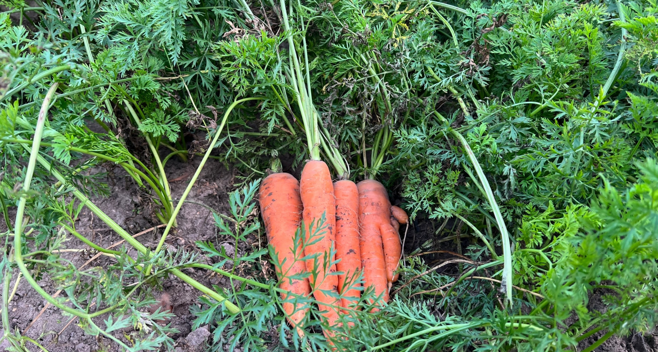 Морковь храню всю зиму по совету бабушки из деревни: свежая и сочная - до года без погреба