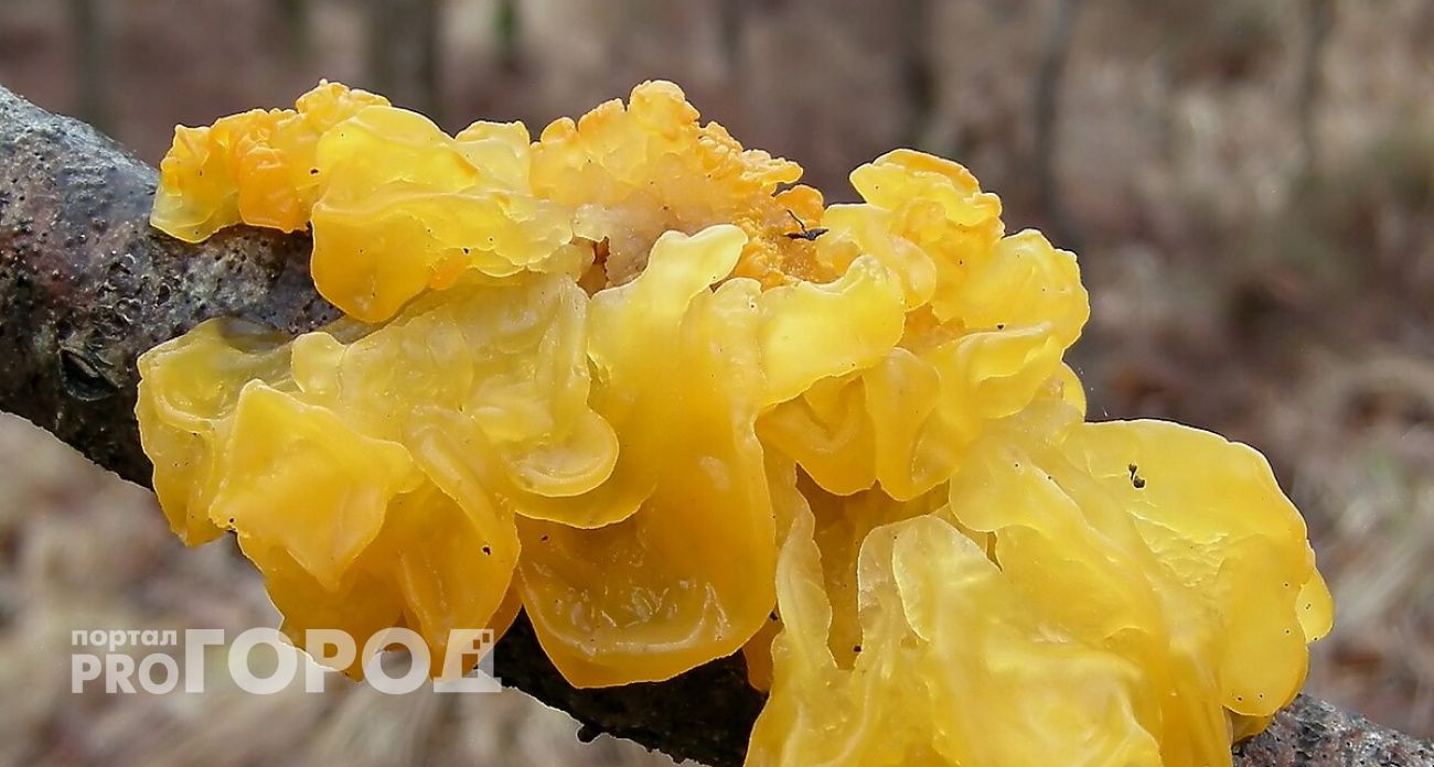 Ярославцы находят редкие лечебные грибы на своих дачах