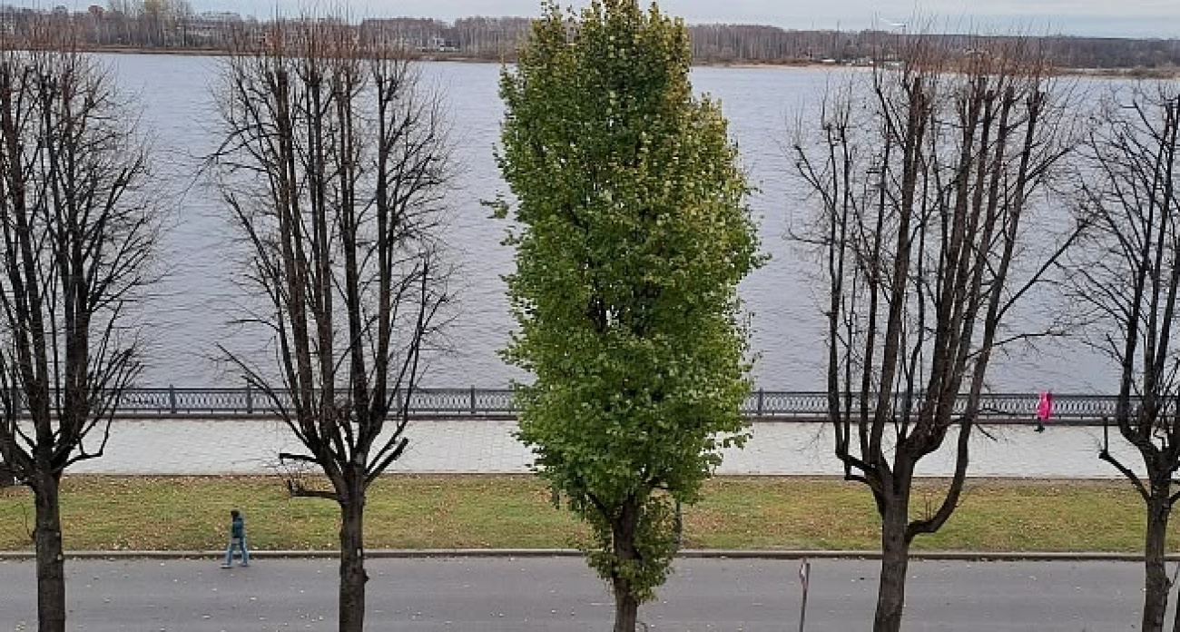 В Ярославле раскрыли секрет липы, оставшейся зеленой на набережной