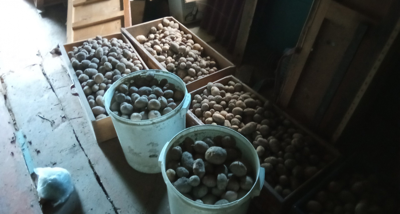 Картошку храню всю зиму по совету огородницы из Ярославля: свежая и твердая - до года без погреба