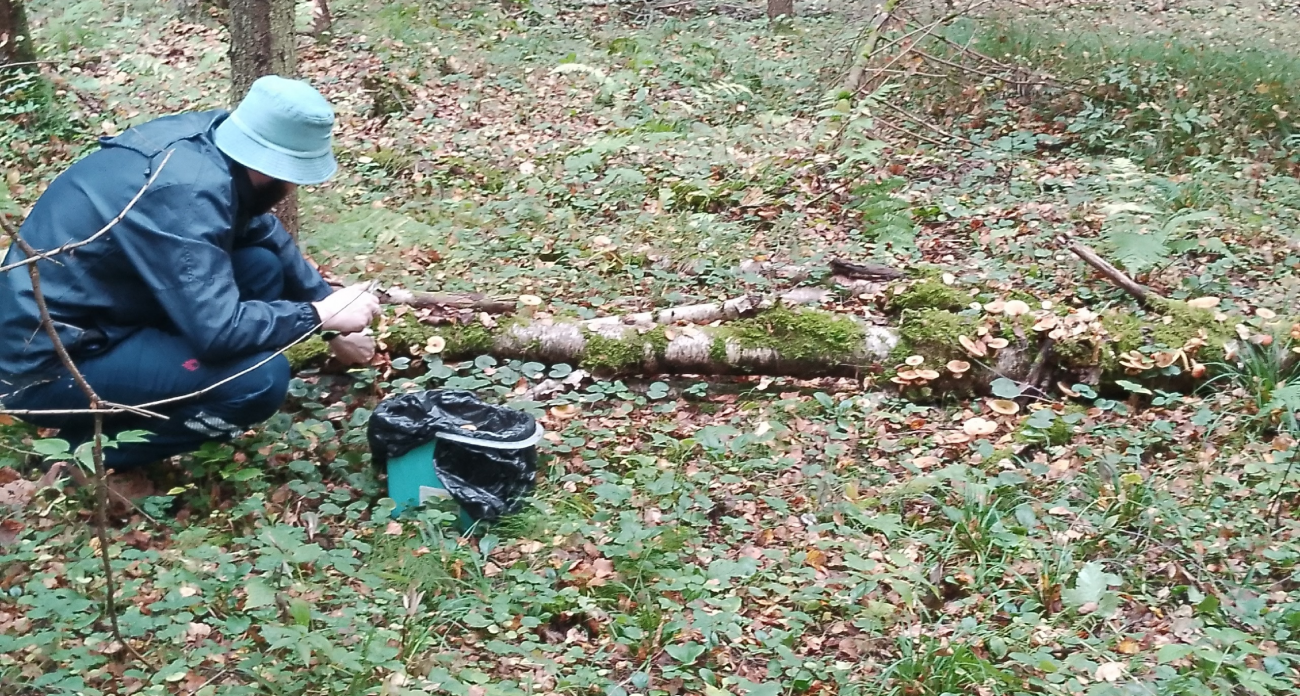 В наших лесах завелся необычный гриб: во Франции считается одним из самых дорогих и вкусных – находка из Ярославля