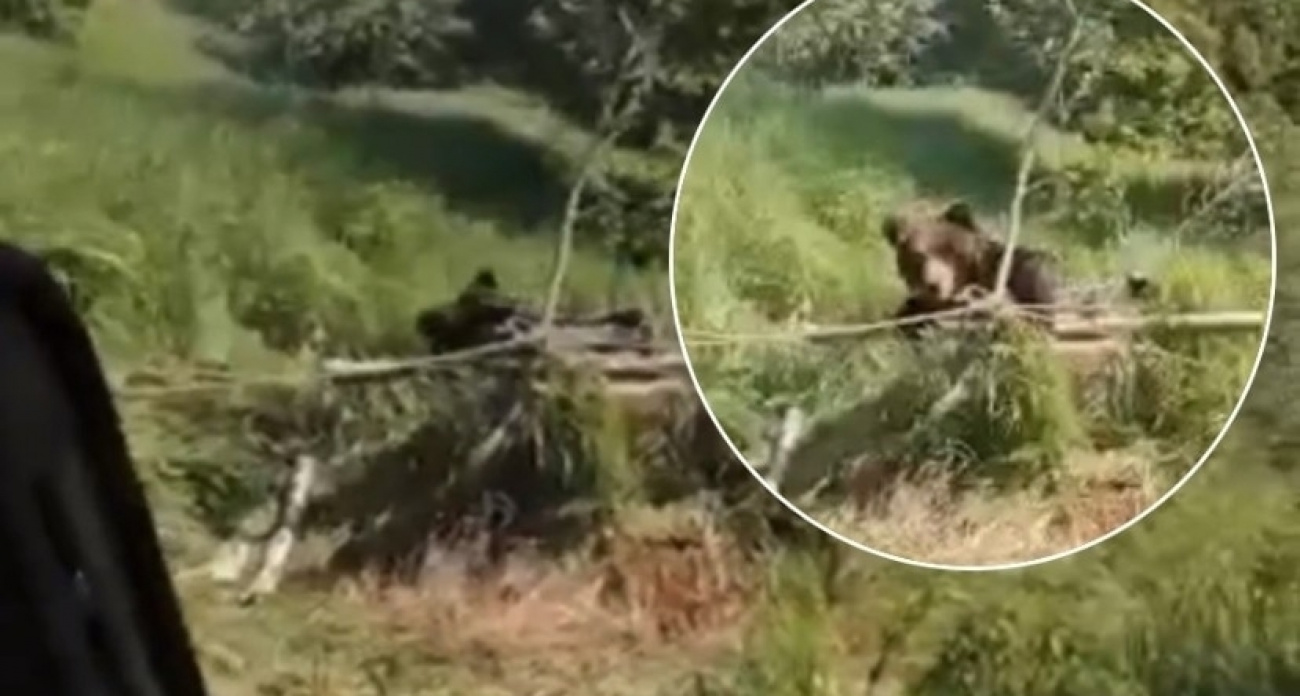 Медведица и медвежонок поселились рядом с домами ярославцев