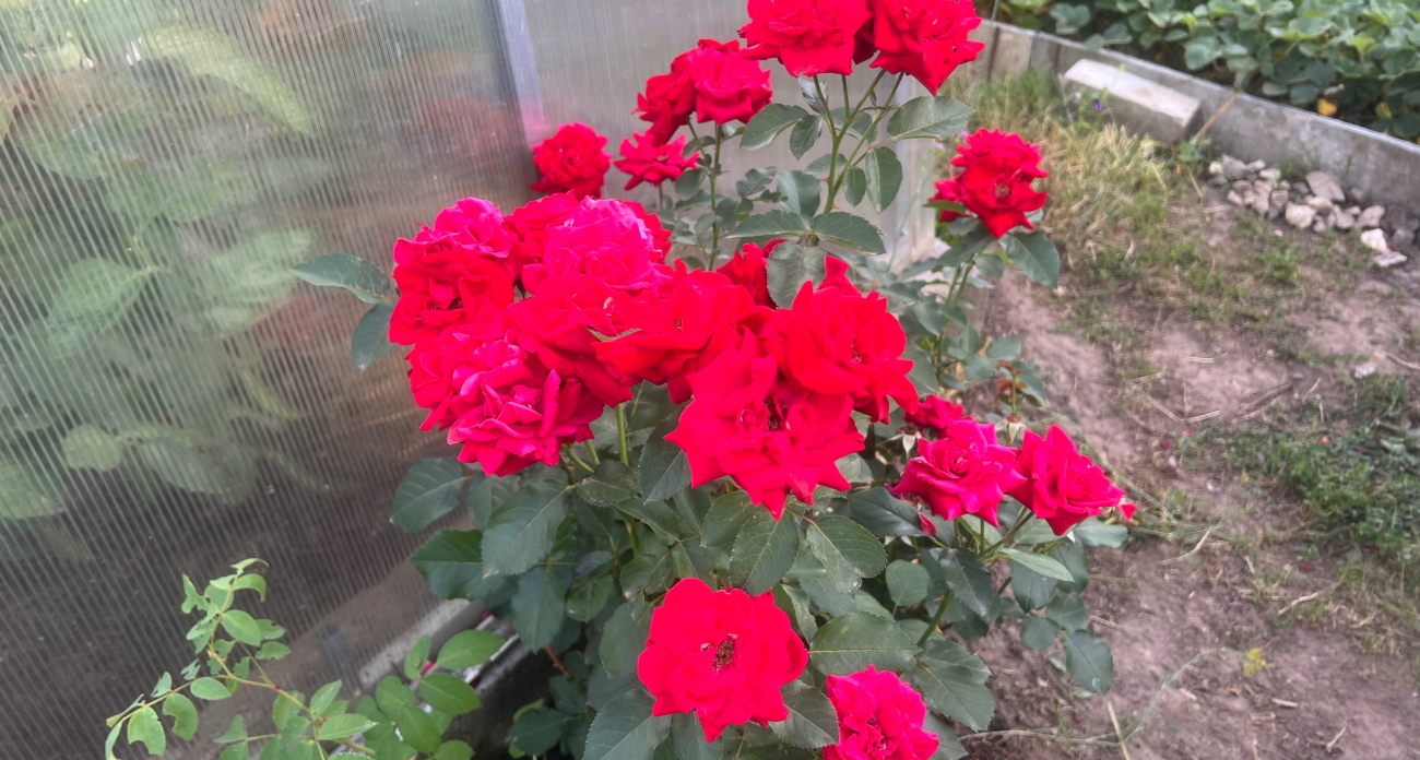 Делаю так третий сезон, и розы не замерзают зимой: Ярославская садовница поделилась советами 