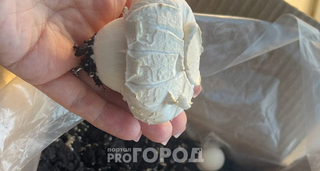 Инструкцию по выращиванию шампиньонов дома на подоконнике дала грибник из Ярославля