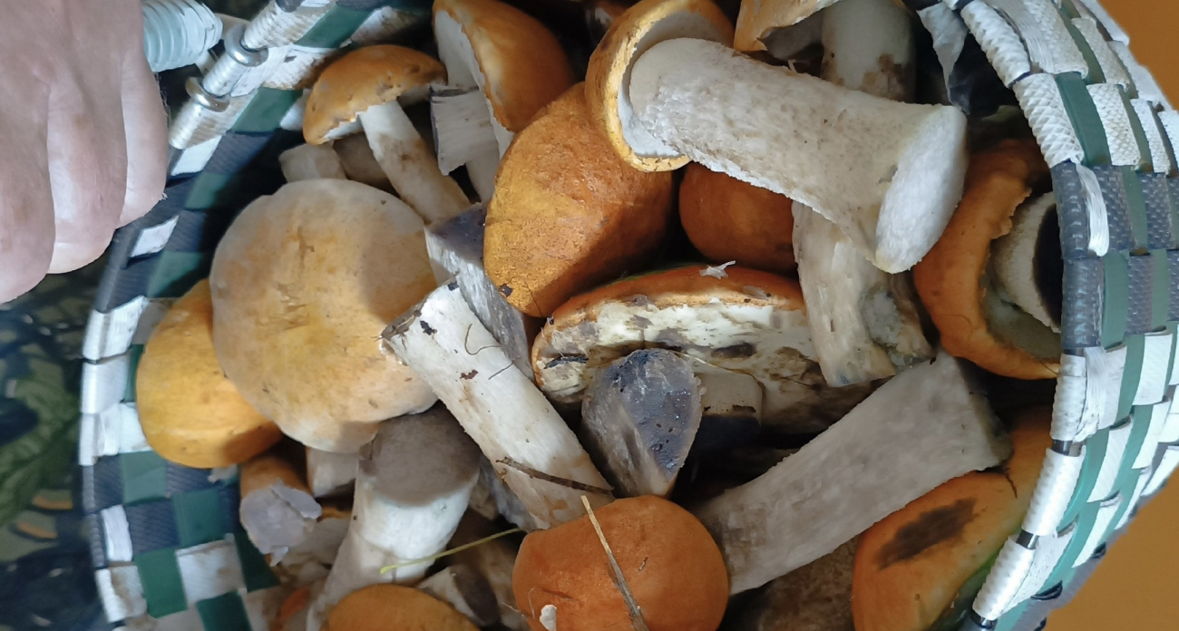 Эти летние грибы пакетами стали собирать в Ярославской области: скорее бегите в ближайший лес