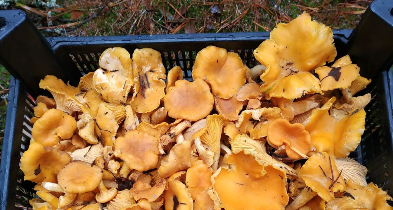 Где собрать остатки лисичек: наводки от дачницы из Ярославля