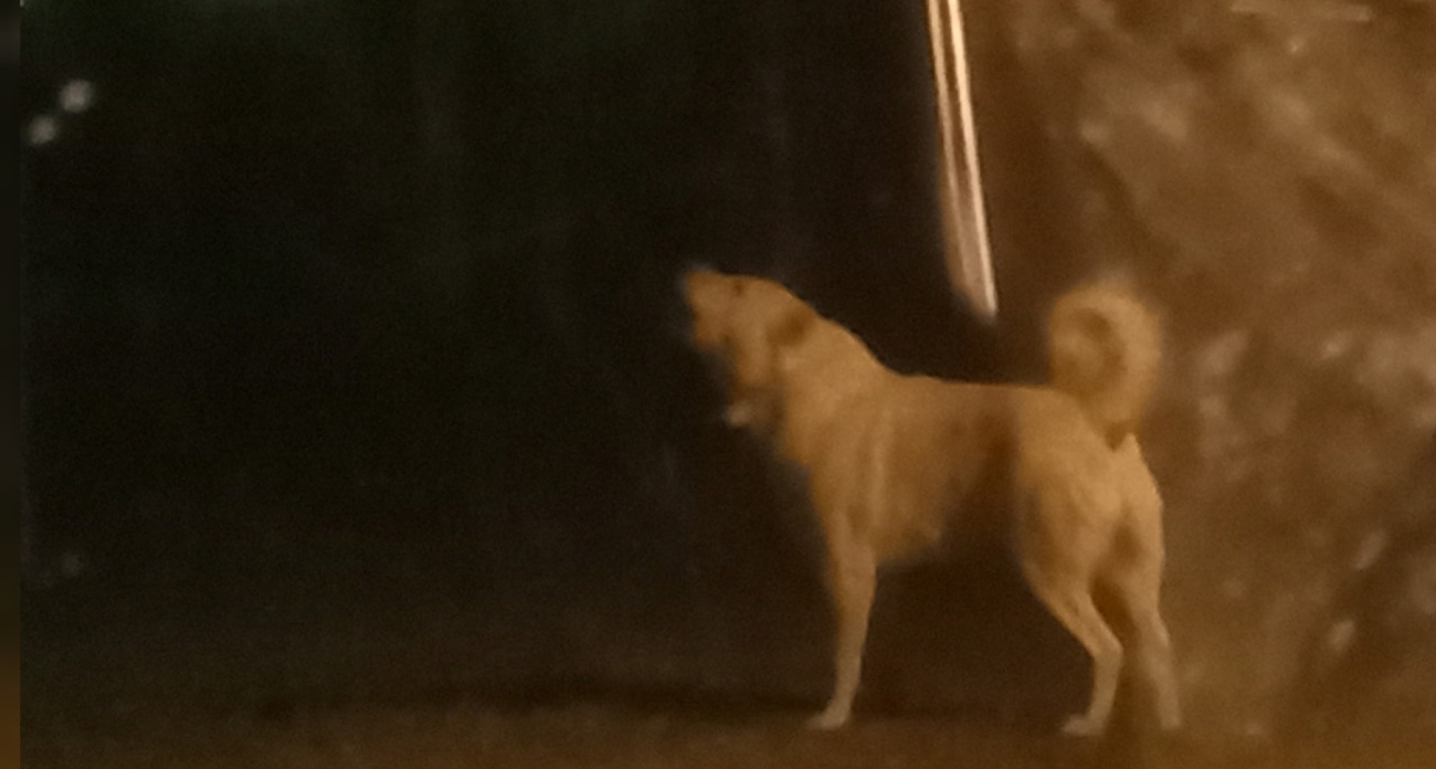 Под Ярославлем злые собаки загнали двух подростков на крышу остановки