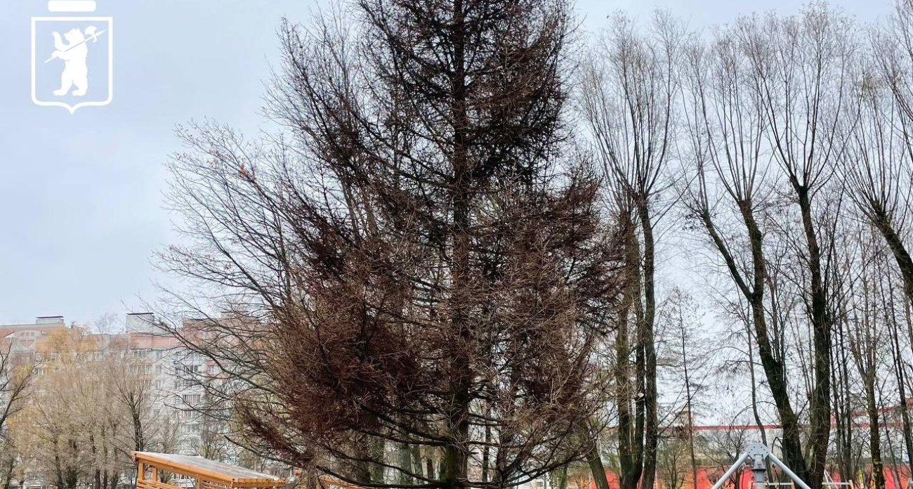 Для парка 30-летия Победы купили новую четырехметровую ель