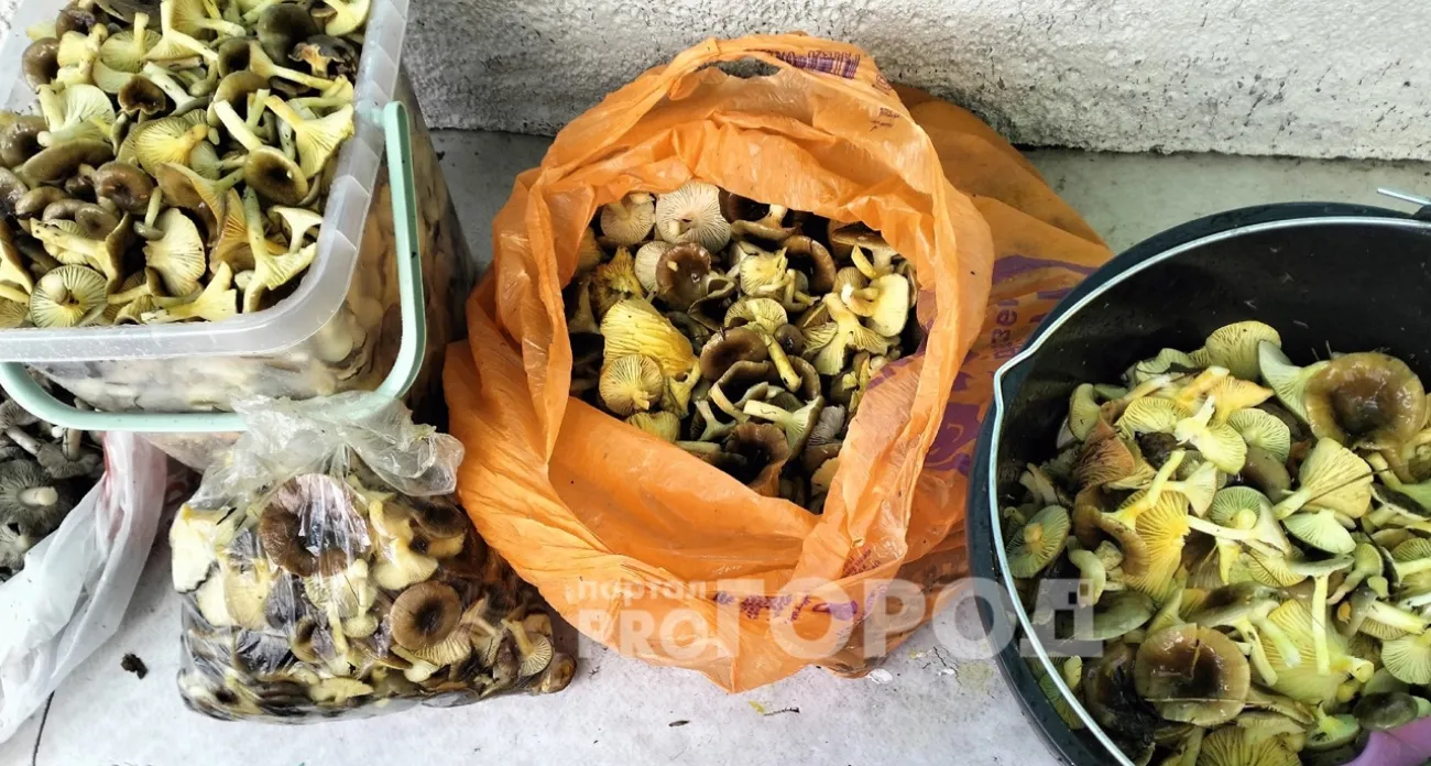 Фото к статье: В ярославских лесах собирают грибы, которые успокаивают нервы