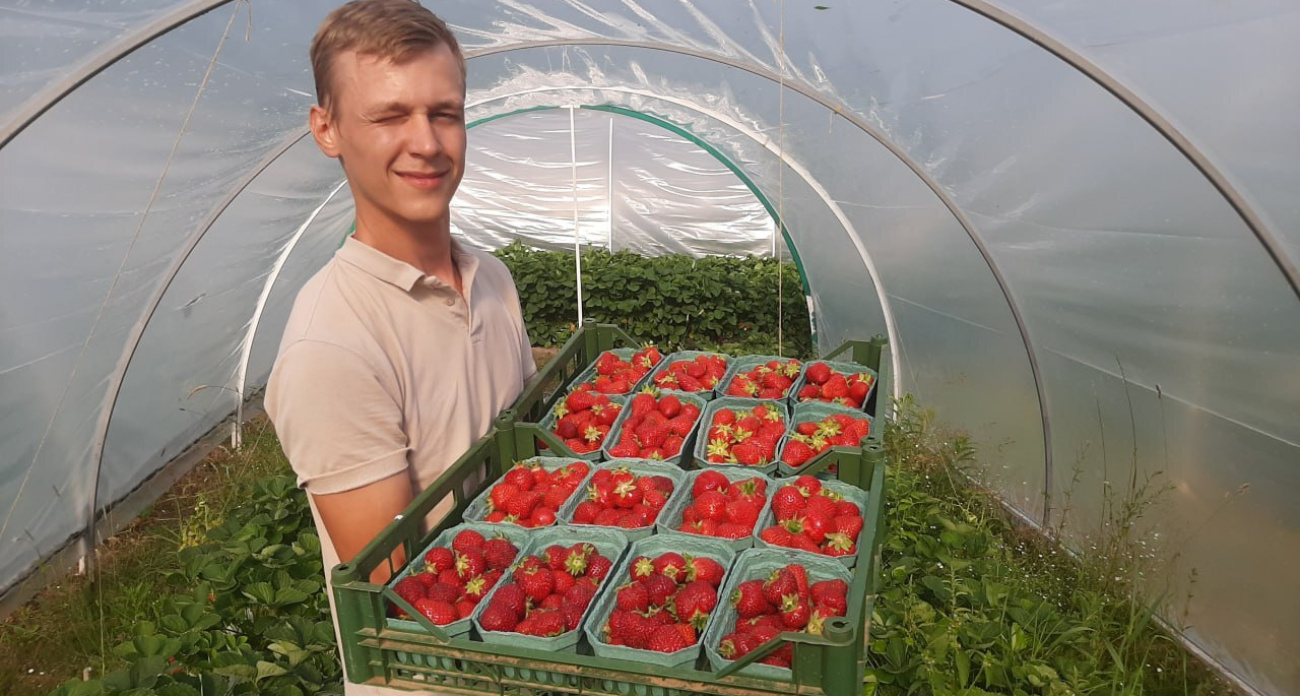 Вы всю жизнь поливали клубнику неправильно: фермер из Ярославля развеял пять мифов о ягодах