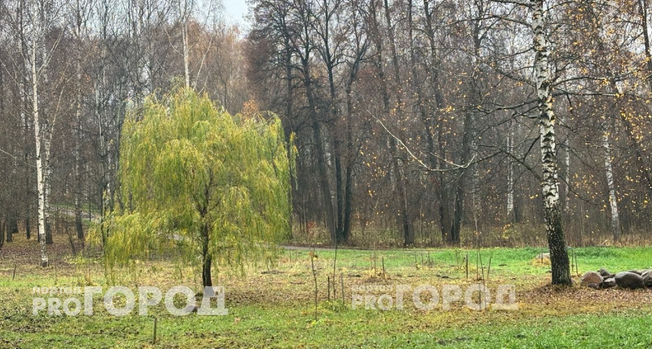 В Ярославле раскрыли секрет Дерева жизни, оставшегося зеленым в Павловской роще