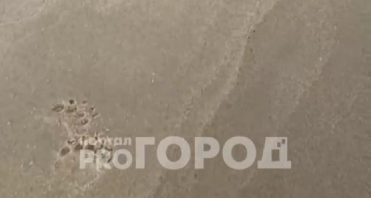 На берегу Рыбинского водохранилища нашли следы медведя