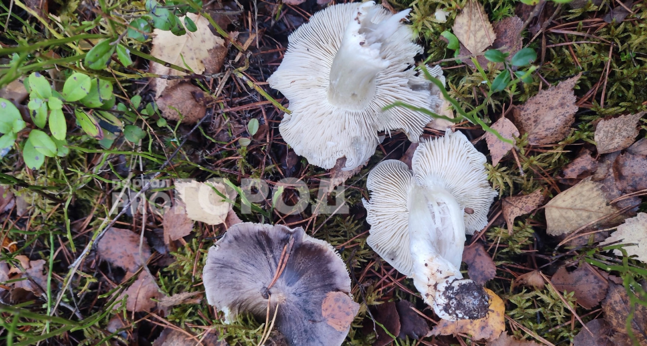 В ноябре в ярославских лесах собирают грибы от стресса: наводка грибника