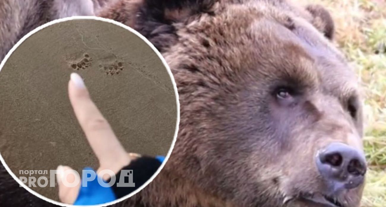 Биолог объяснил поведение медведей, вышедших к людям купаться на Рыбинское водохранилище