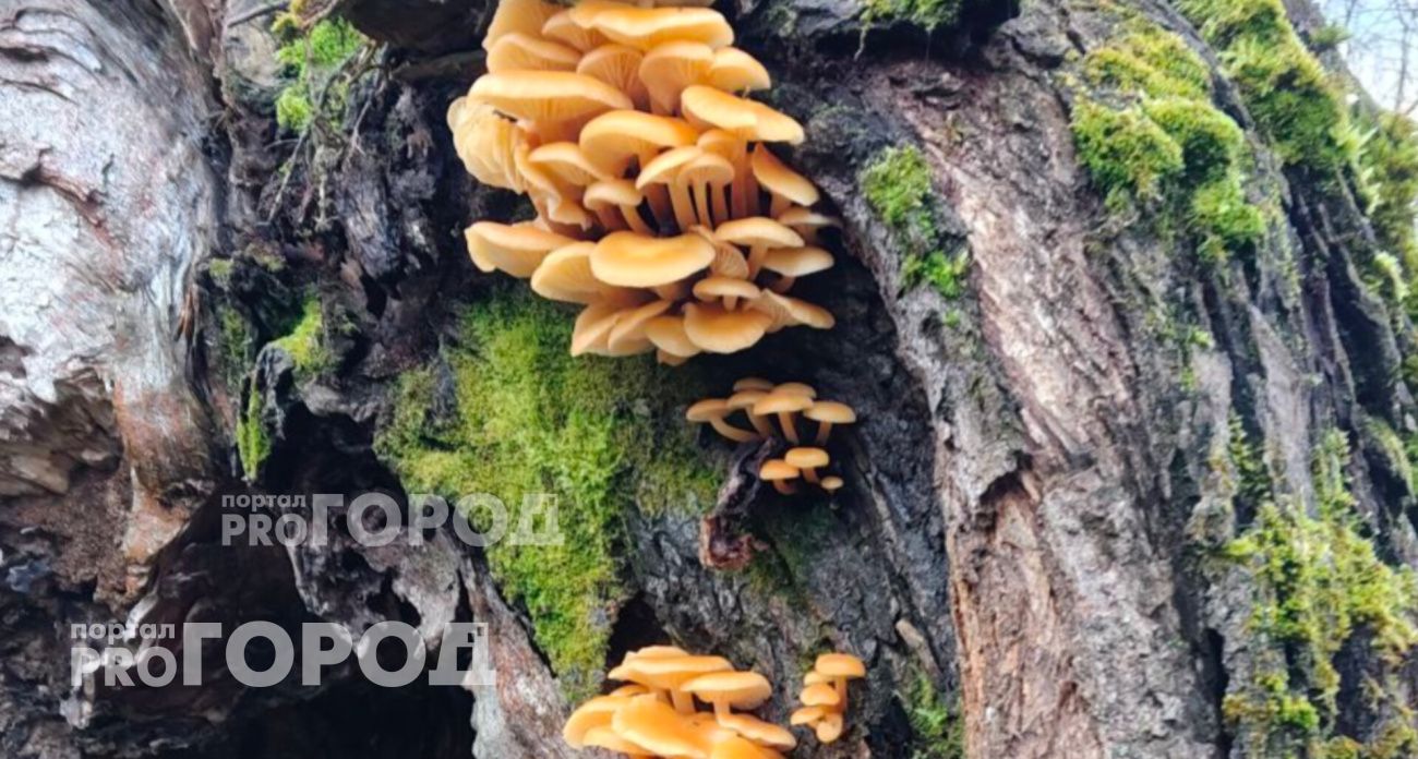 Жители Ярославля ведрами собирают в лесах зимние грибы, которые растут на деревьях 