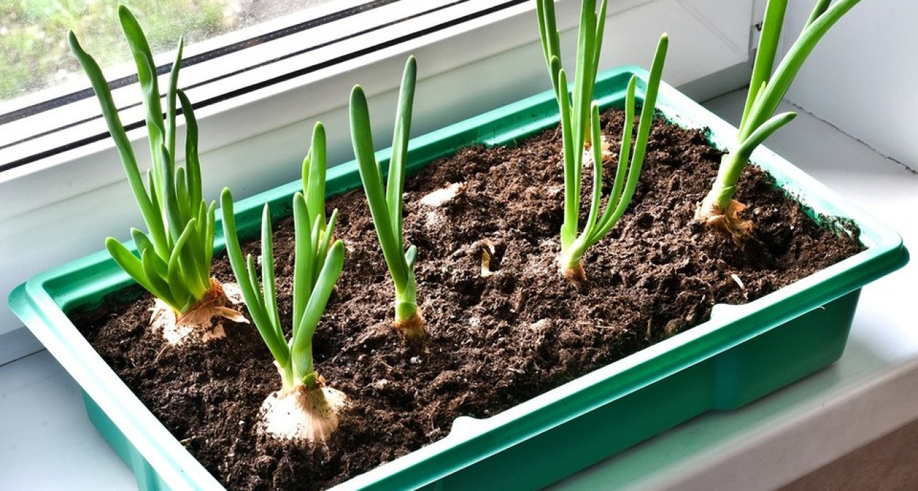 Всегда свежий лук на дома: как я выращиваю длинные кисточки прямо в квартире