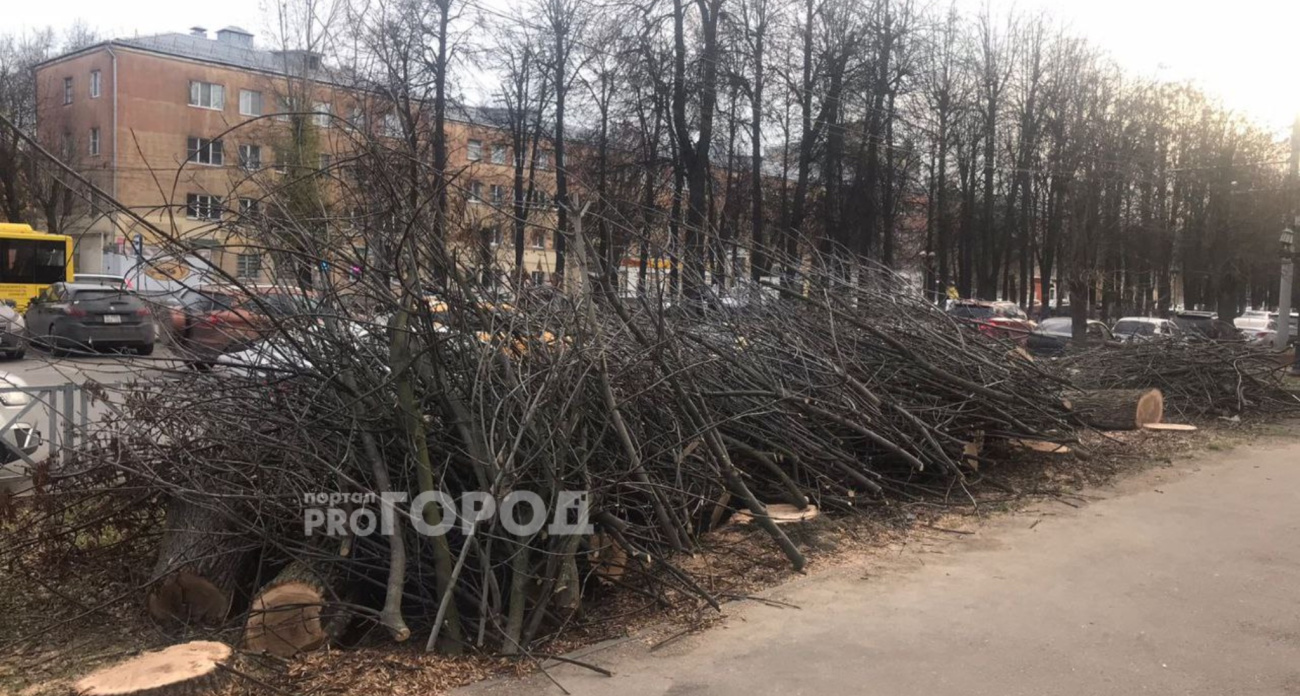 Деревья в центре Ярославля заразила изумрудная златка