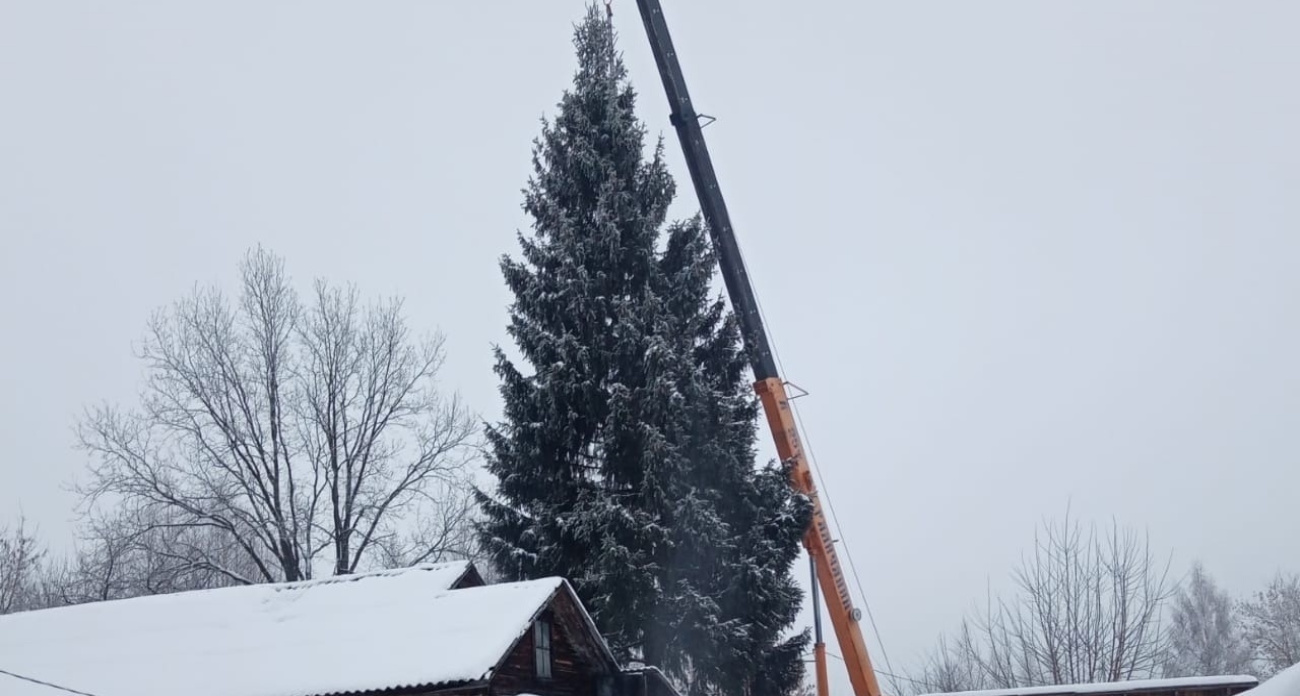 Чиновники объявили поиск новогодней елки для Заволжского района среди жителей