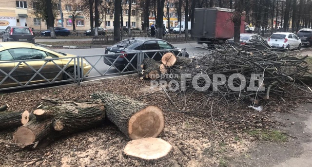 Почему в Ярославле перестали красить стволы деревьев в белый цвет